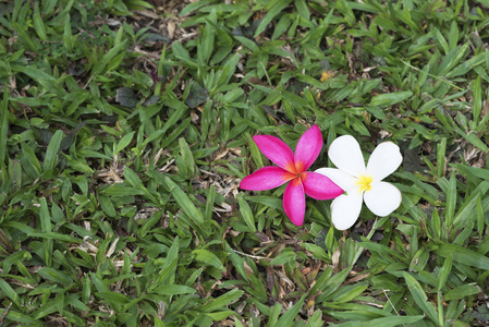 鸡蛋花在草地上