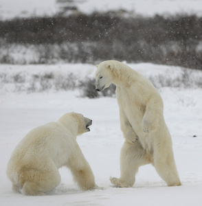 北极熊的战斗。 1