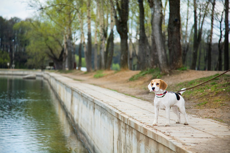 小猎犬