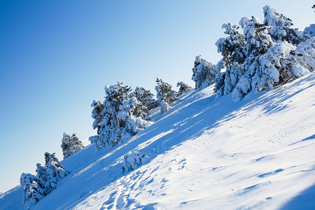 雪林的景色