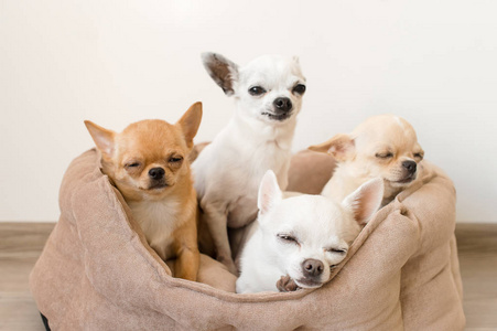 四个可爱的可爱又美丽的国内品种哺乳动物的吉娃娃小狗朋友坐着,躺在