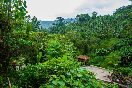 夏天的风景与棕榈树在夏季多云的天气，菲律宾。瓦伦西亚，岛内格罗斯