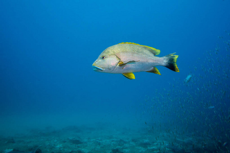 一个孤独的斑点笛鲷鱼水下游泳在开阔的水面照片