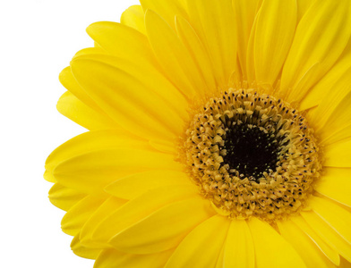 一个充满活力的明亮黄太阳菊雏菊花盛开孤立在白色背景上