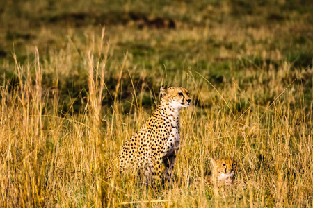 猎豹手表稀树草原。肯尼亚非洲