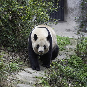 中国大熊猫在公园图片