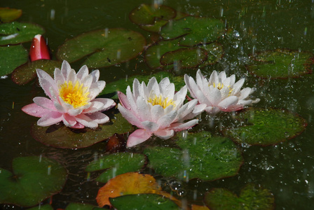 美丽的水在雨中倾斜图片