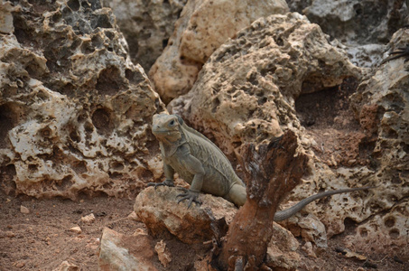 坐在岩石上的棕色鬣蜥。加勒比地区的动物区系