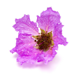 白色背景上的紫色 Lagetstroemia 桐花