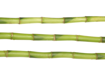 绿色竹竹