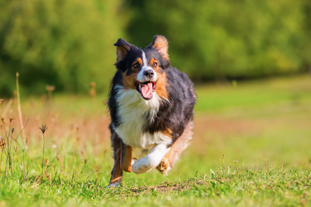 澳大利亚牧羊犬在户外跑