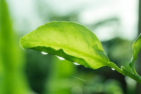 与早上雨后光叶上的露珠