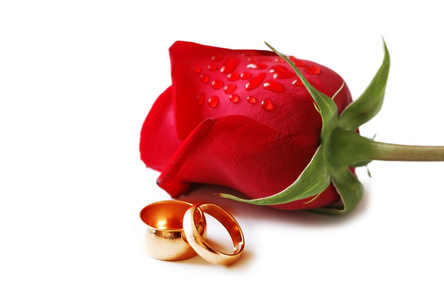 两个金色结婚戒指和一朵红玫瑰
