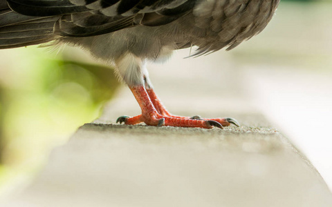 鸟脚图片