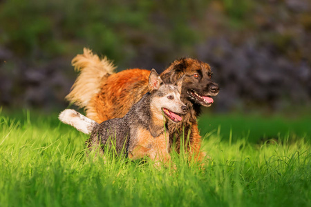 在草地上运行的 Leonberger 和澳大利亚 cattledog