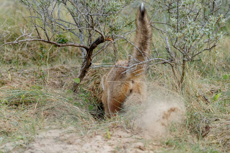 野生动物塞拉利昂图片