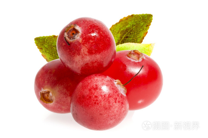 植越橘cranberry的名词复数