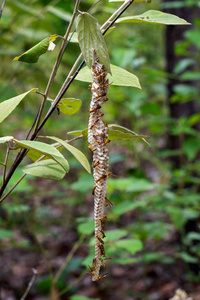 Apache 黄蜂 马蜂 apachus 和黄蜂巢上自然的形象