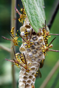 Apache 黄蜂 马蜂 apachus 和黄蜂巢上自然的形象