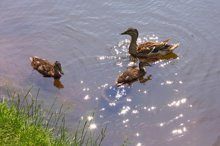 鸭妈妈带着两只小鸭子在池塘里游泳
