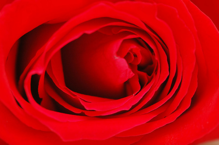 红玫瑰的花蕾浅野深