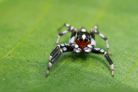 图像的上绿色树叶跳蛛 Plexippus paykulli，男性。