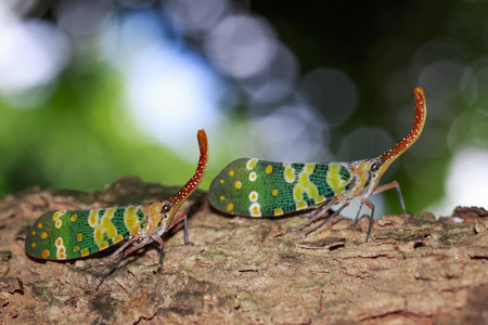 两种稻飞虱 bug 或 lanternfly Pyrops 绿球藻 树上的形象