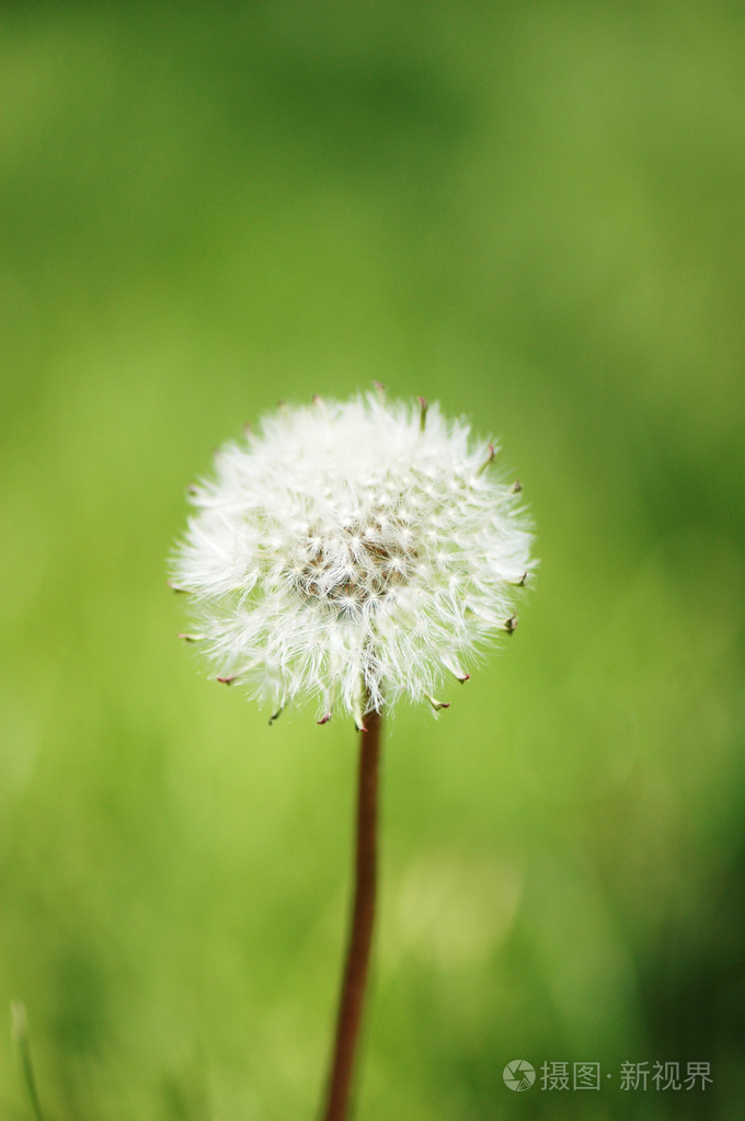 在明亮的夏日绿色背景下的蒲公英