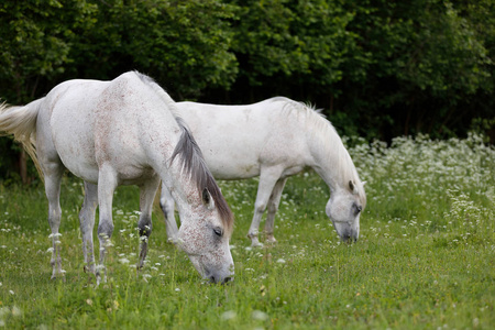 两匹白马在春天草地上吃草