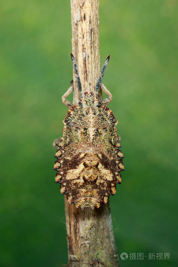 在干枯的树枝上的bug半翅目图像昆虫动物