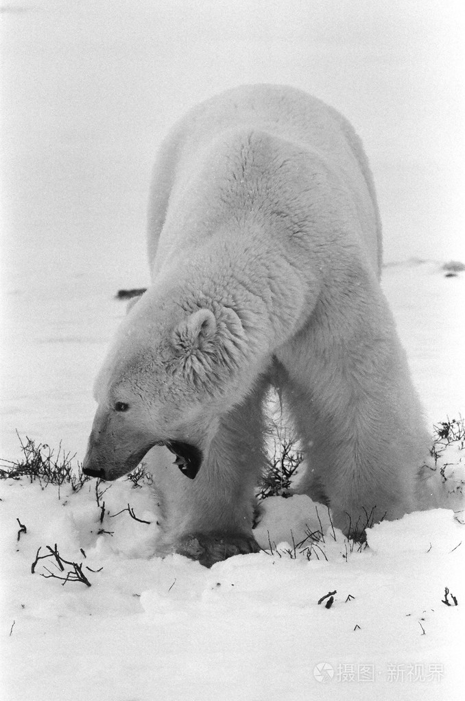 黑白分明的北极熊肖像