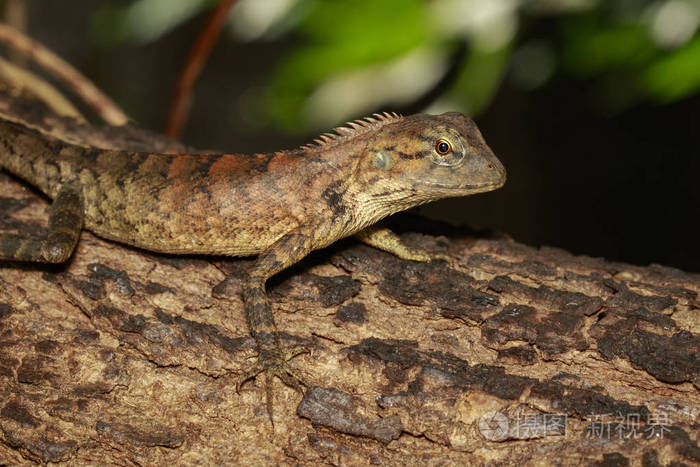 树上的棕色变色龙的形象爬行动物动物