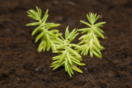 在土壤中生长的新生命概念幼苗