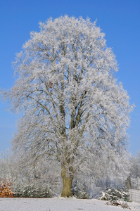 白雪覆盖的大树