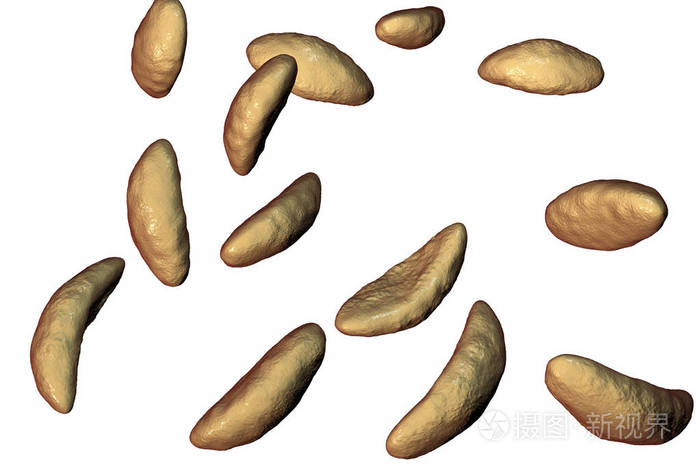 寄生性原生动物弓形虫速殖子阶段