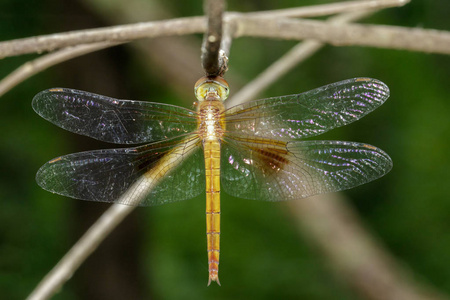 蜻蜓 neurothemis 中间 atalantafemale na 上的形象