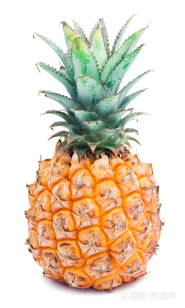 菠萝凤梨俚