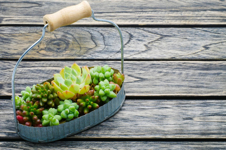 小绿色的肉质植物，在木制背景与副本空间上的篮子里
