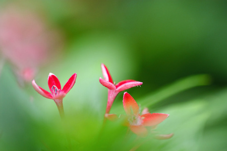 兰花papilionacea 粉红色蝴蝶兰 在意大利的法国 开花欧洲陆地野生兰花 自然栖息地 美丽的细节绽放 春天场面相似素材图片 摄图新视界