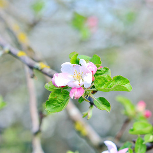 樱桃树的花朵