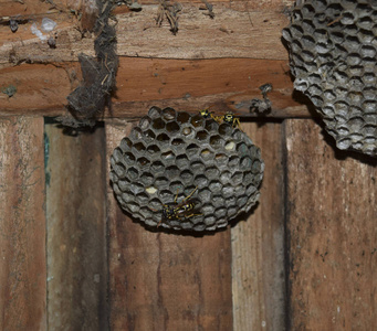 一个家庭采取一个特写镜头的黄蜂的巢照片