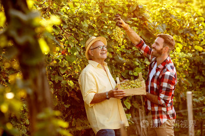 收获快乐的父亲和儿子在葡萄园葡萄