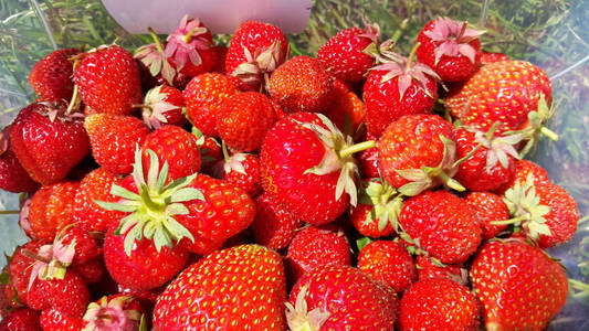 新鲜的草莓夏收