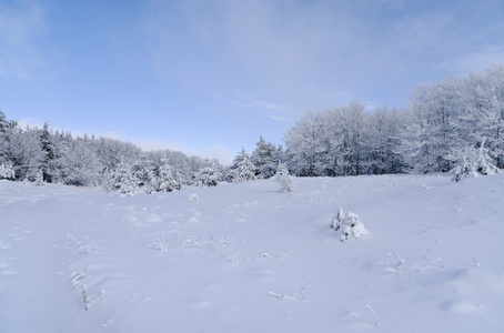 有雪树的冬季景观