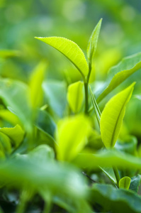 茶叶 tea leaf的名词复数  茶叶，茶渣