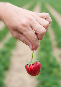 新鲜采摘的草莓