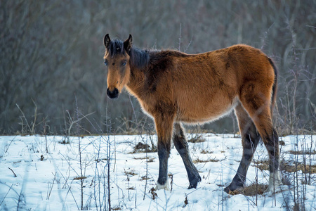 黑色小马驹的肖像图片