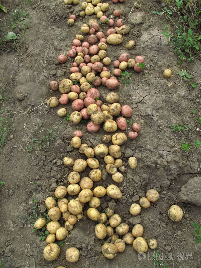 地面上的新鲜有机土豆