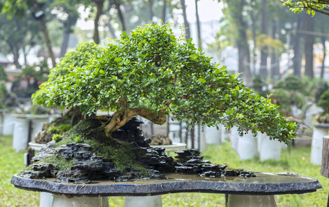 在形状中的盆栽植物绿色盆景树图片