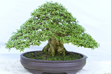 在形状中的盆栽植物绿色盆景树图片